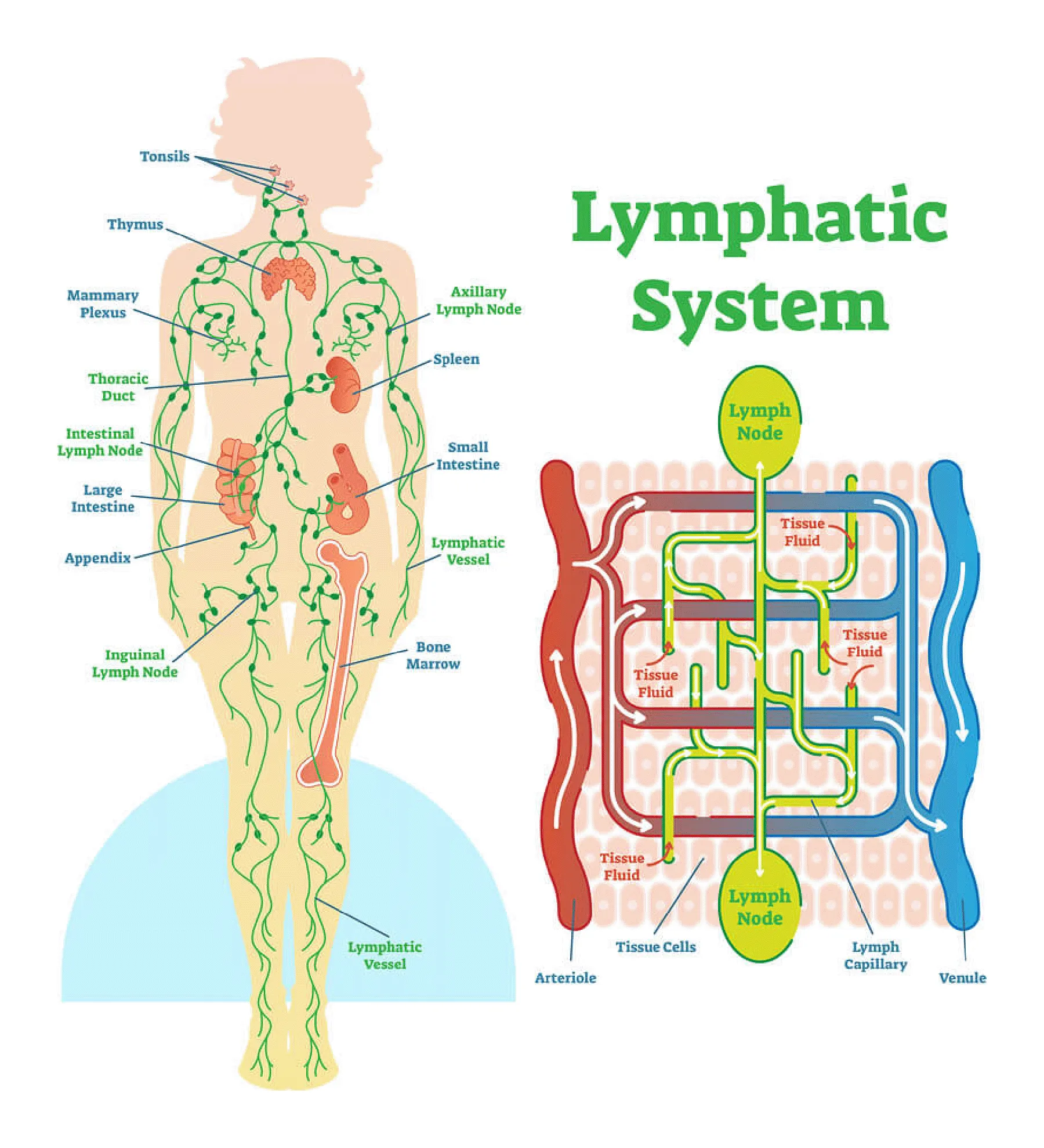 Lymphatic System